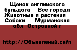 Щенок английского бульдога  - Все города Животные и растения » Собаки   . Мурманская обл.,Островной г.